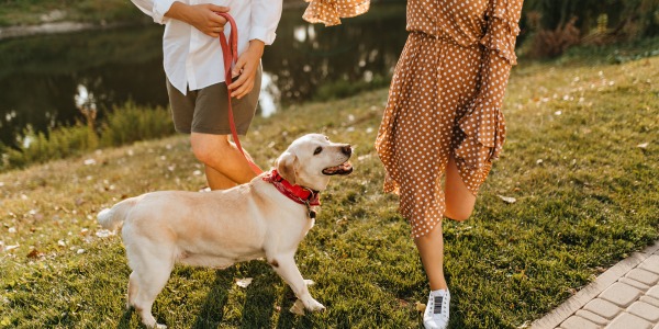Gdzie wybrać się na spacer z psem w Łodzi? Przegląd najlepszych miejsc